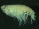 Amphipoda