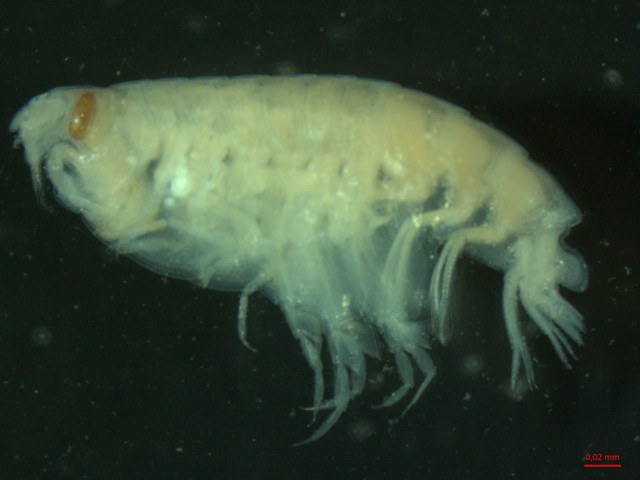 Amphipoda