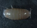 Isopoda