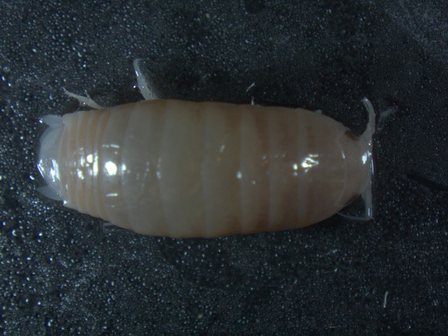 Isopoda