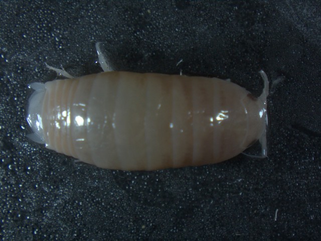 Isopoda