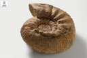 Ammonite - Indeterminato