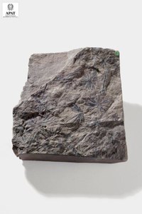 Annularia stellata (Vegetale)