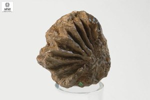 Ostrea oristagalli  (Bivalve)