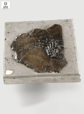 Lariosaurus balsami (Rettile)