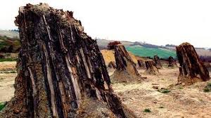 Foresta Fossile di Dunarobba