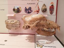 Museo Civico di Vignola