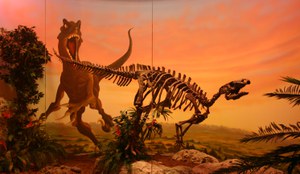 Museo di storia naturale di Foggia