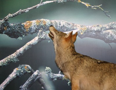 Museo di storia naturale di Foggia