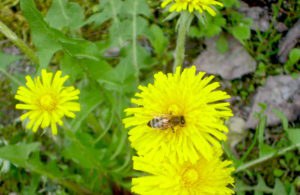 Museo dell'apicoltura Plattner