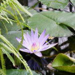 Orto botanico dell'Università di Genova