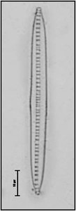 Bacillaria paxillifera Hendey, 1901