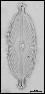 Caloneis amphisbaena (Bory) Cleve, 1894