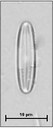 Caloneis bacillum (Grunow) Cleve, 1894