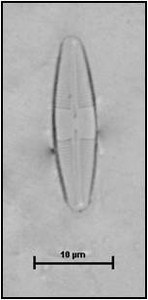 Caloneis hyalina Hustedt, 1937