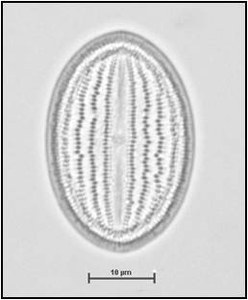Cocconeis placentula var. lineata (Ehrenberg) Van Heurck, 1885