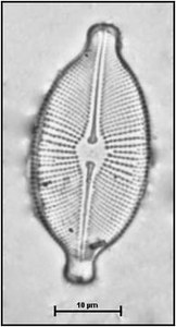 Cosmioneis pusilla (Smith) Mann & Stickle in Round, Crawford & Mann, 1990