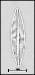 Craticula halophila (Grunow) Mann in Round, Crawford & Mann, 1990