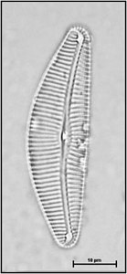 Cymbella compacta Ǿstrup, 1910