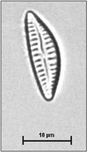 Cymbella subleptoceros Krammer, 2002