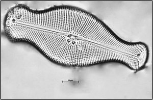 Didymosphenia geminata (Lyngbye) Schmidt, 1899