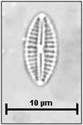 Eolimna subminuscula Manguin, 1942