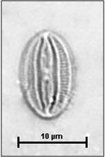 Fallacia pseudoforcipata (Hustedt) Mann, 1990