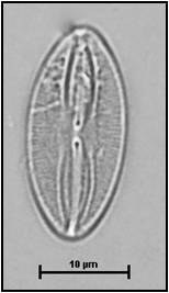 Fallacia pygmaea ssp. pigmaea (Kützing) Stickle & Mann, 1990
