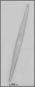 Fragilaria construens f. binodis (Ehrenberg) Hustedt, 1957