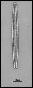 Fragilaria rumpens (Kützing) Carlson, 1913