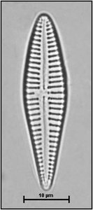 Gomphonema acuminatum Ehrenberg, 1832