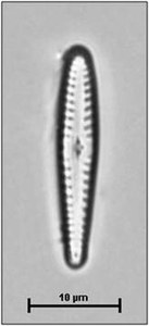 Gomphonema calcareum Cleve 1868