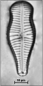 Gomphonema tergestinum (Grunow) Fricke, 1902