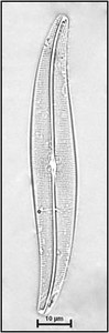 Gyrosigma obtusatum (Sullivant & Wormely) Boyer, 1922