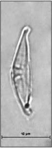 Gyrosigma sciotoense (Sullivant) Cleve, 1894