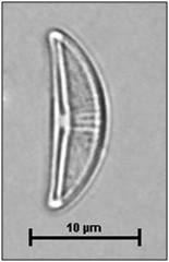 Halamphora normanii (Rabenhorst) Levkov, 2009