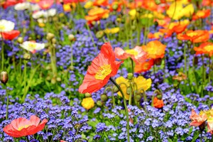 Alla scoperta degli Habitat – La Flora
