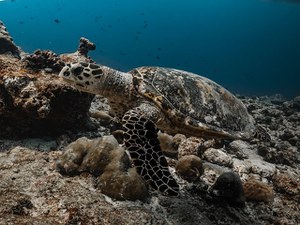 E io nel mare dove mi metto?