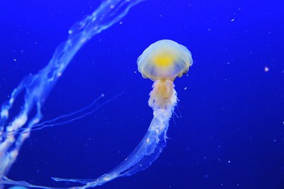 Giochiamo al visual census, alla scoperta dei pesci del Mediterraneo