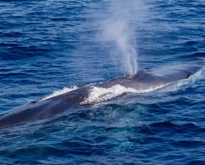 I giganti del Mediterraneo