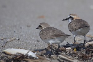 Emergenza Covid-19 – esigenze di tutela dell’avifauna nidificante in ambiente costiero e operazioni di preparazione delle spiagge per la stagione balneare 2020