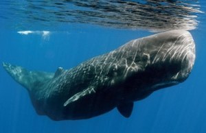 Ricercatori e cittadini per la valutazione dello stato di conservazione dei cetacei nella Regione Lazio