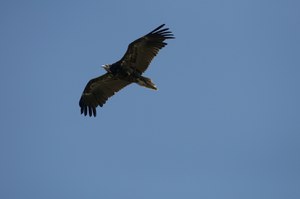 LIFE Egyptian Vulture: arrivati in Africa i primi capovaccai liberati a Matera nell’agosto 2019