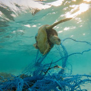 Documentario "Marine litter impact on sea turtles"