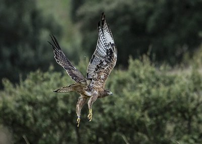 Aquila day: un giorno dedicato alla “Bonelli”