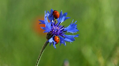 biodiversità.jpg