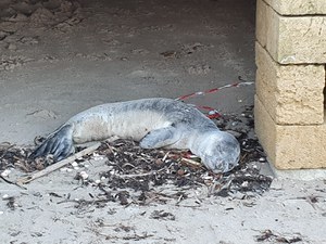 Non ce l’ha fatta il cucciolo di foca monaca ritrovato nel leccese