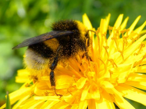 Insetti e impollinatori: il 9% di api e farfalle a rischio estinzione