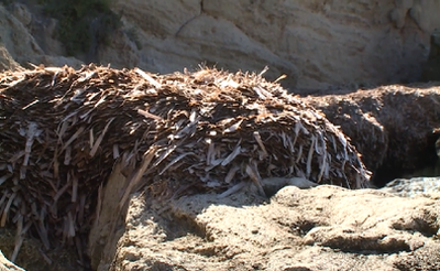 La spiaggia ecologica a Favignana: valorizzare la posidonia spiaggiata e lotta alle plastiche in mare