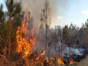 Nel 2022 bruciato il 40% di ecosistemi boschivi in meno dell’anno precedente. Valore ancora superiore alla media degli ultimi 10 anni